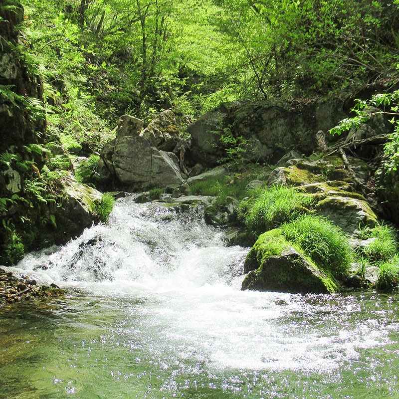 飛騨季節料理 肴