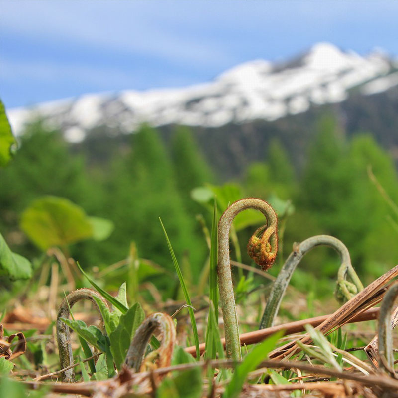 飛騨季節料理 肴